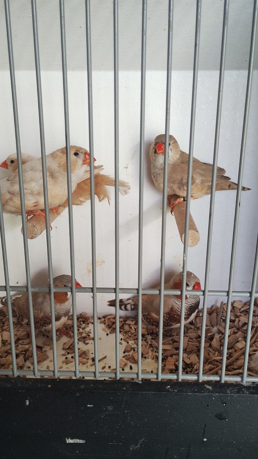 6 zebravinken, Meerdere dieren