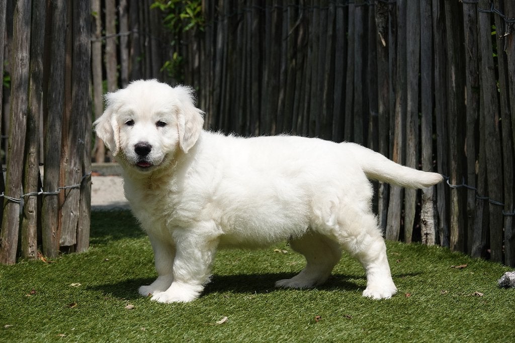 Prachtige Golden Retriever pups, met stamboom, België, 8 tot 15 weken, Meerdere, Meerdere dieren