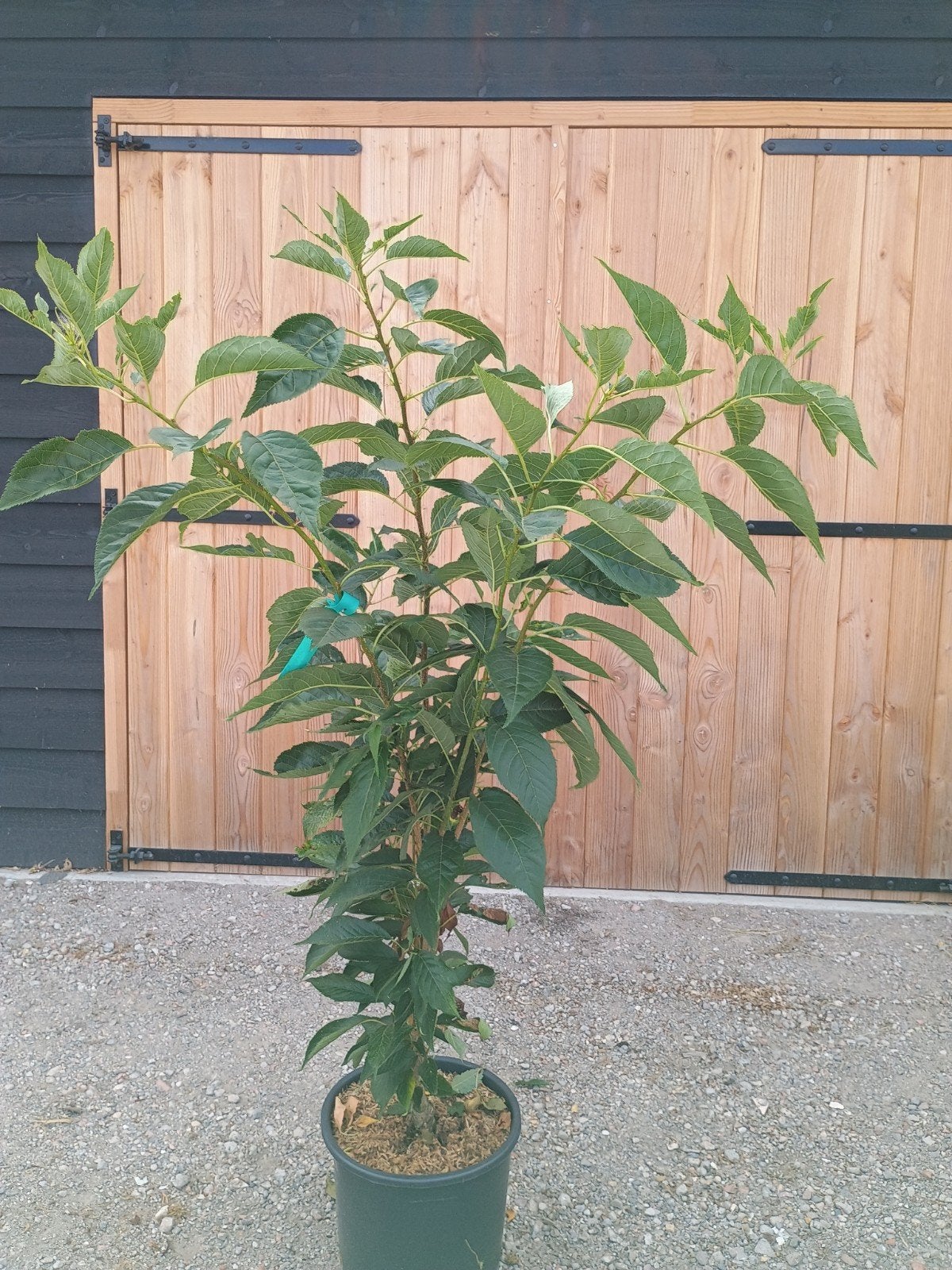Japanse Sierkers 'Amanogawa' - Prunus serrulata, Tuin en Terras, Planten | Bomen, Zuilboom, 100 tot 250 cm, Volle zon, Lente, In pot