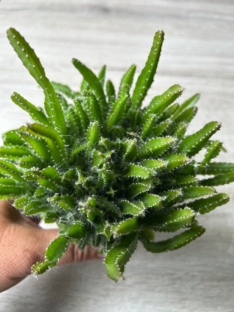 Schijncactus Hylocereus Undatus, Ophalen of Verzenden, In pot, Volle zon, Minder dan 100 cm