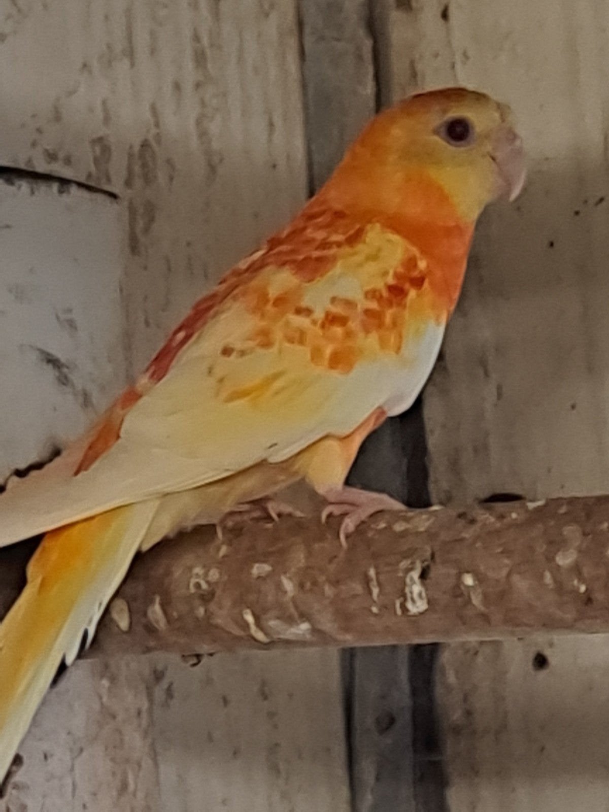 te koop gevraagt roodrugparkieten, Dieren en Toebehoren, Vogels | Parkieten en Papegaaien, Mannelijk, Parkiet