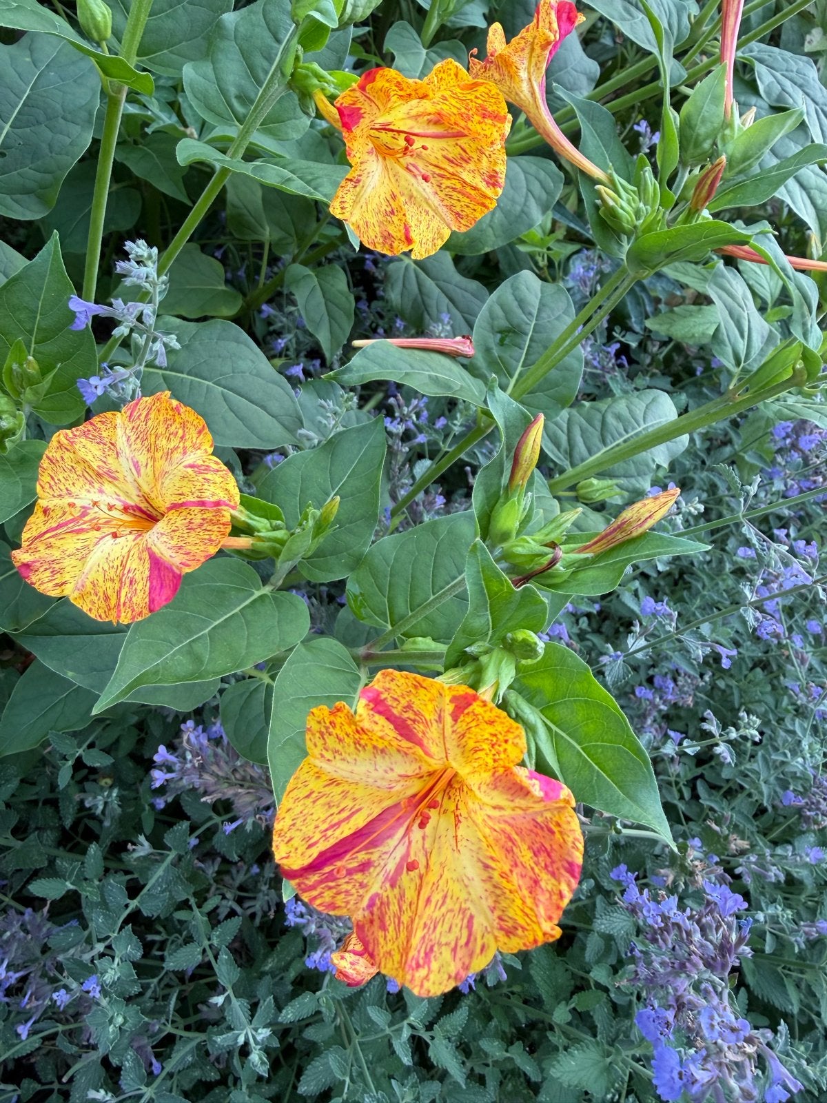 Mirabilis Jalapa - Vieruursbloem met prachtige bloemen, Ophalen of Verzenden, Volle zon
