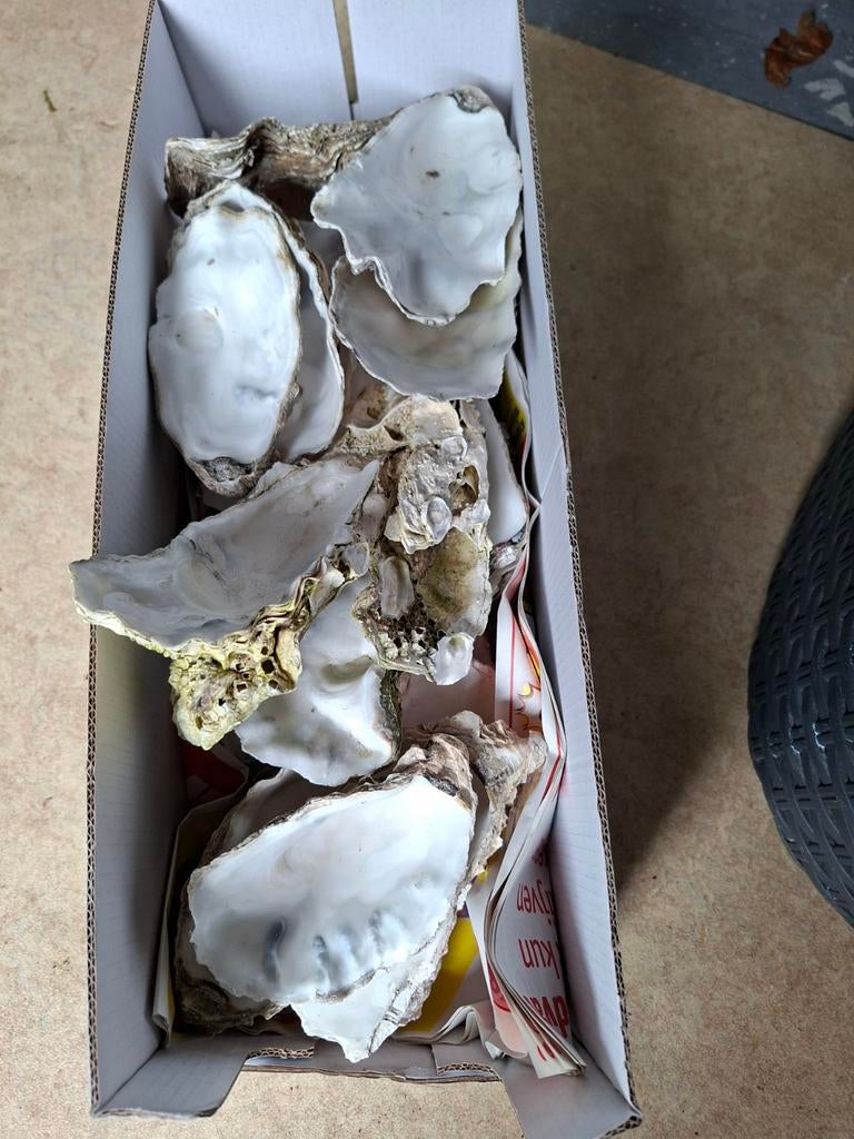 Doosje Oesterschelpen, Ophalen of Verzenden, Meerdere media