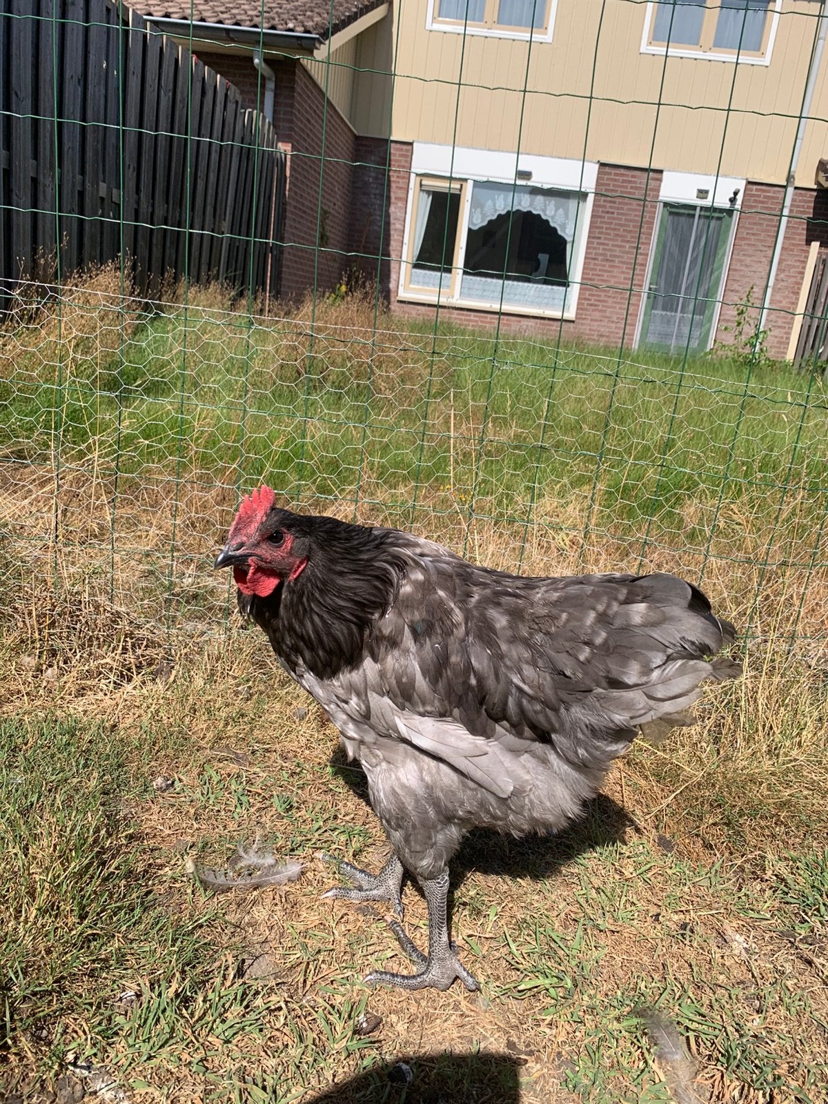 Australorp Haan kleurslag blauw, Dieren en Toebehoren, Pluimvee, Mannelijk, Kip