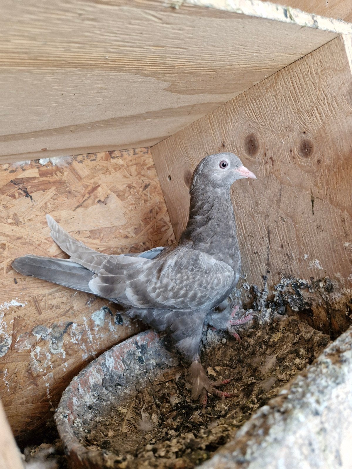 Jong Takla Duif, Dieren en Toebehoren, Vogels | Duiven, Vrouwelijk