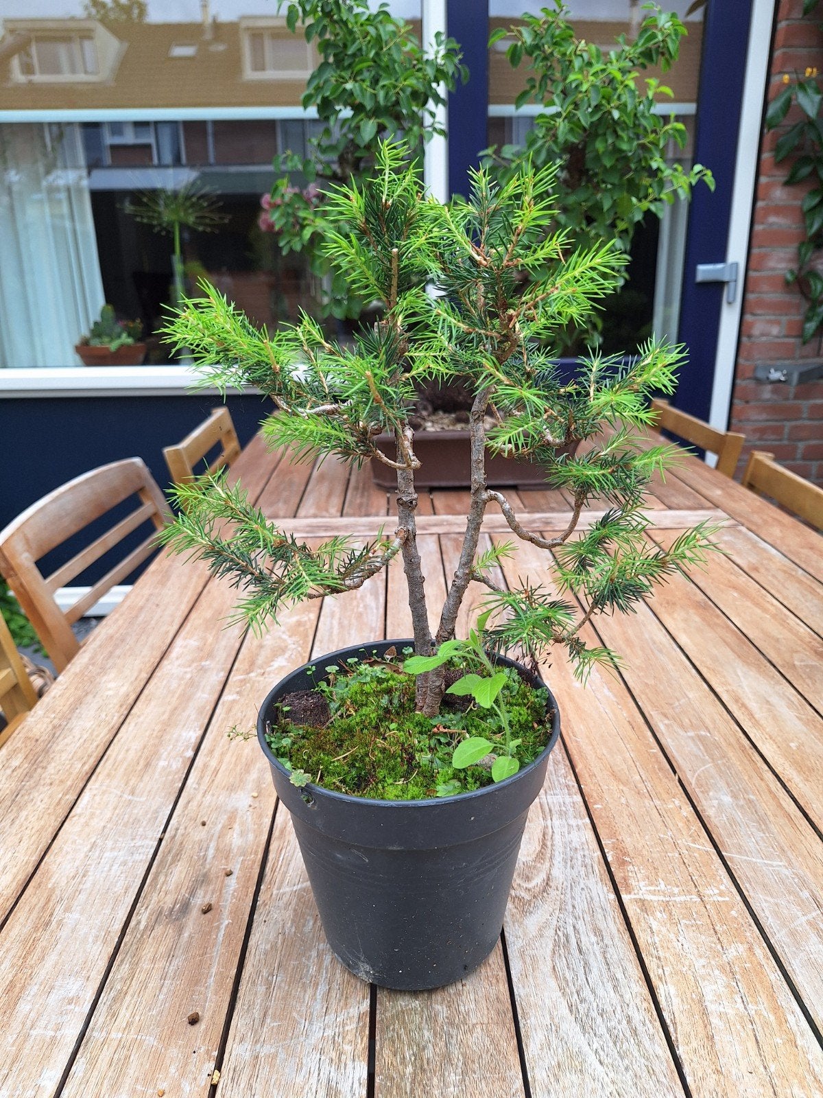 Pre Bonsai Picea Abies, Bloeit niet, Halfschaduw, Minder dan 100 cm, Overige soorten