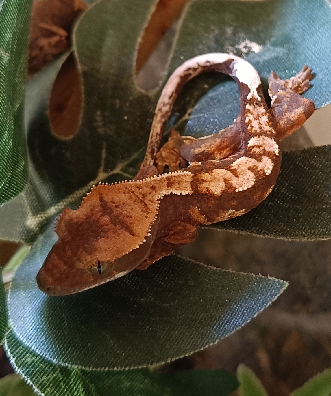 Wimpergekko nakweek 2026 harlequin Crested Gecko photo 4