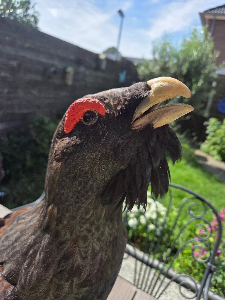 Dierenverzameling opgezette vogel haan auerhaan uil kraai, Verzamelen, Dierenverzamelingen, Ophalen of Verzenden, Zo goed als nieuw