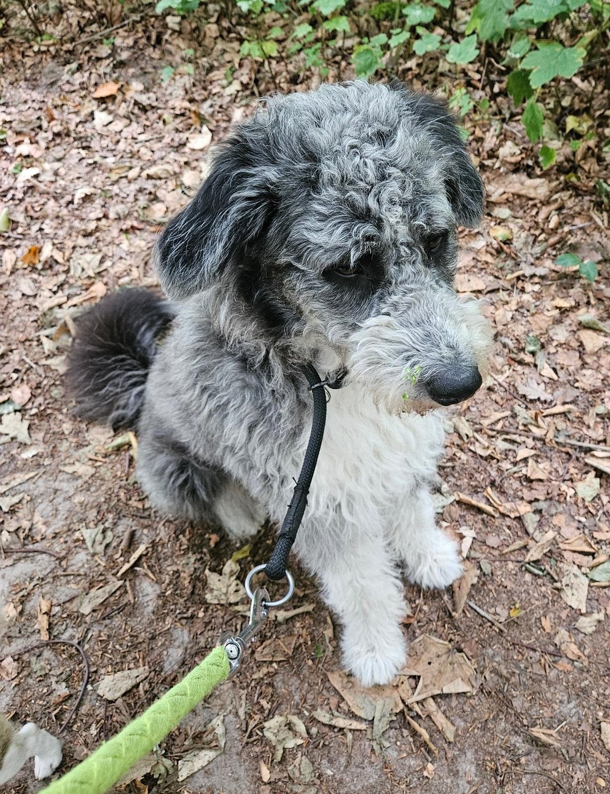 Bella, teefje, 3 jr oud ter adoptie, Dieren en Toebehoren, Teef, Groot, Eén hond, 3 tot 5 jaar