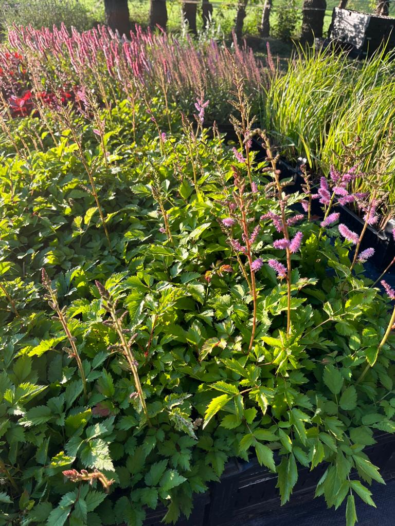 Astilbe chinensis 'Pumila' / Spirea gekweekt in P9 pot, Ophalen of Verzenden, Overige soorten, Halfschaduw