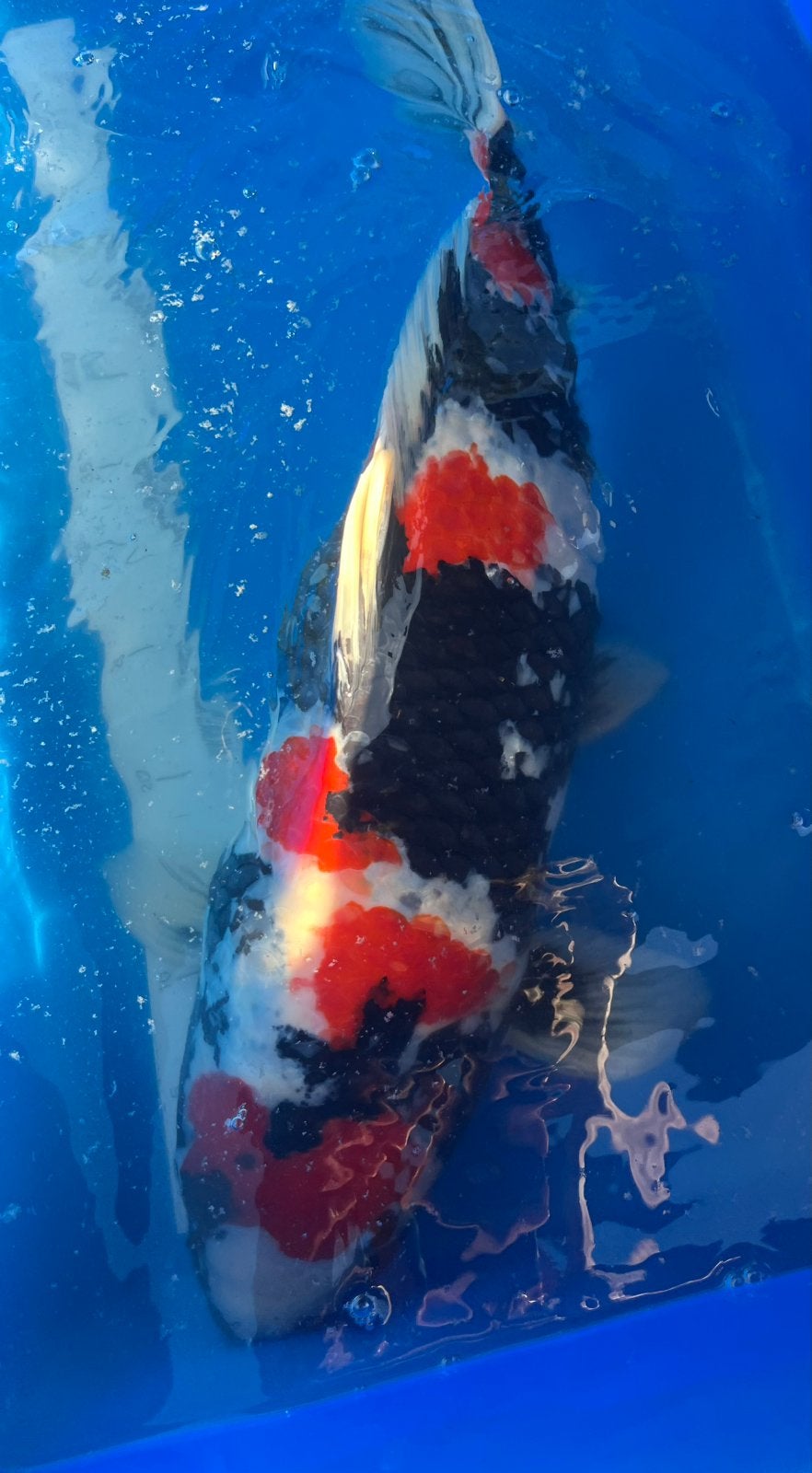 Prachtige showa van kweker Sekiguchi, Karper of Koi