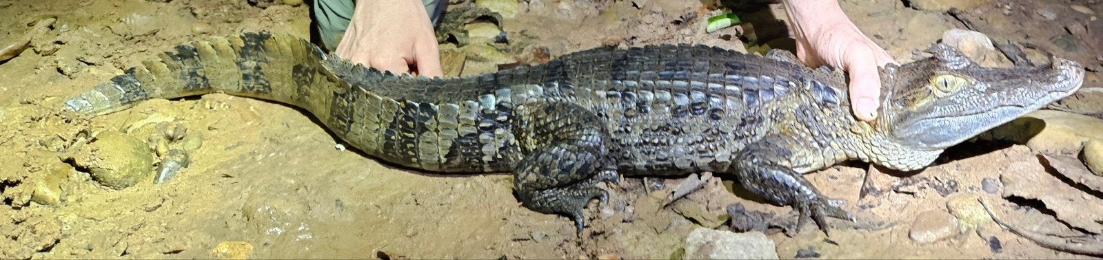 1.1 Caiman crocodylus onverwant koppel, Dieren en Toebehoren, Overige soorten, 11 jaar of ouder
