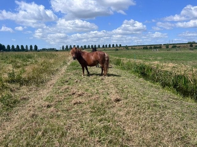 te koop shetlanders drachtige merries voor 2027, Dieren en Toebehoren, Pony's, Merrie, A pony (tot 1.17m), 0 tot 2 jaar