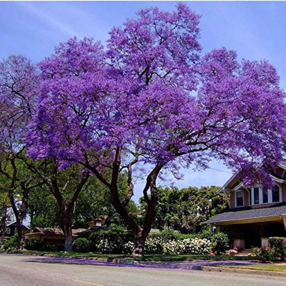 Jacaranda zaden, Verzenden, Volle zon, Overige soorten