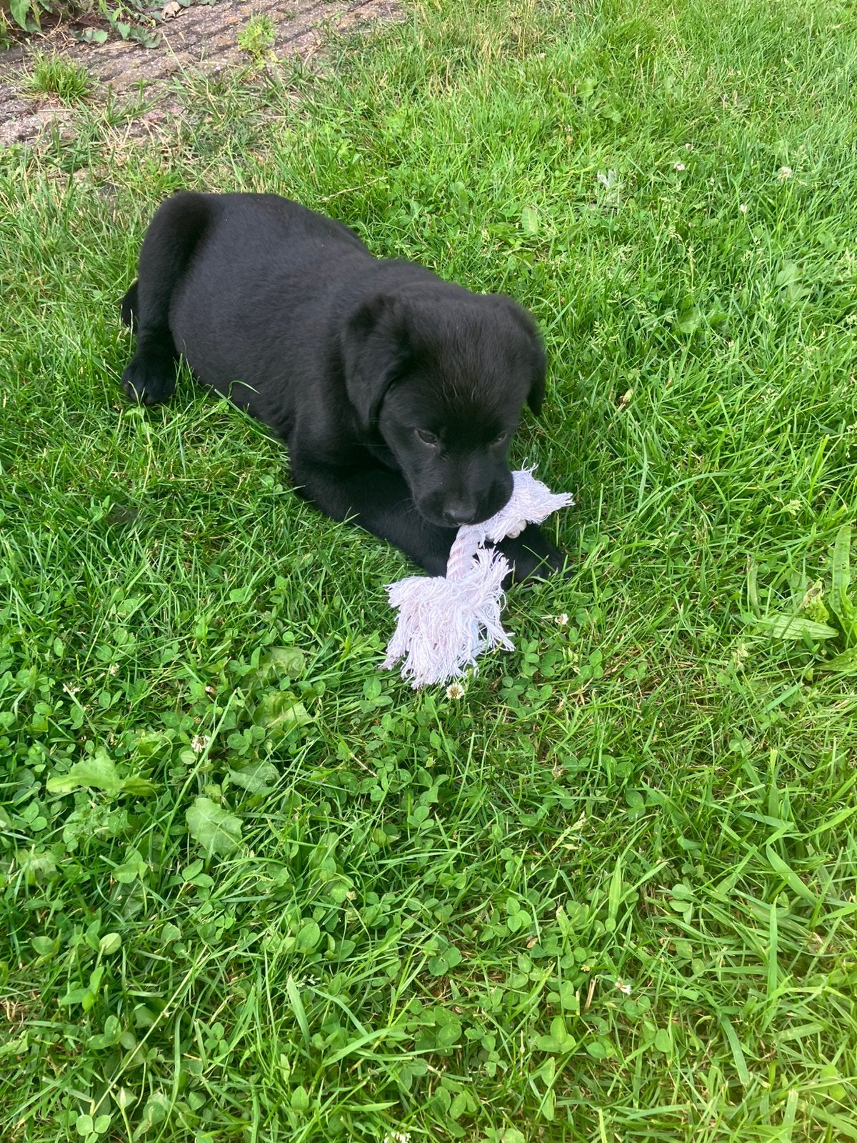 Mooie stevige boulab pups te koop berner sennen x labrador, Parvo, Overige rassen, 8 tot 15 weken, Meerdere dieren