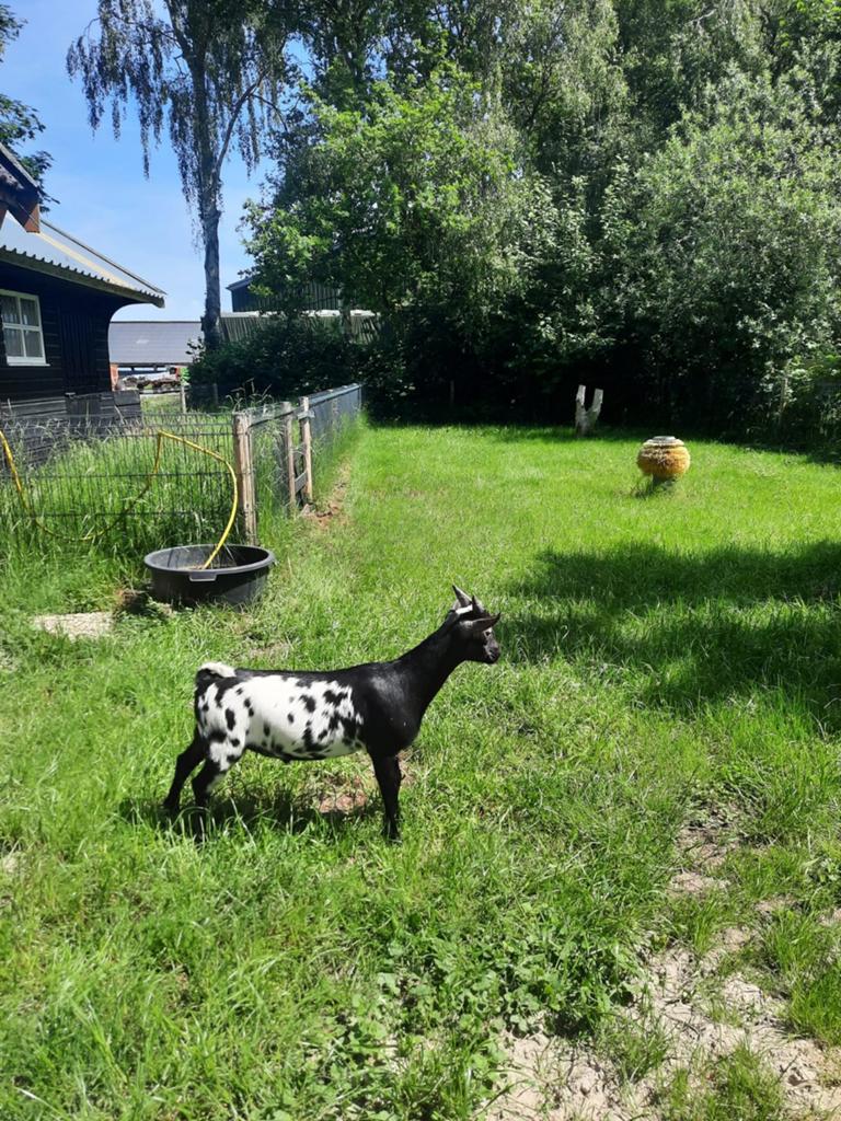 Te koop Zwartstippel dwerggeiten boklam uit beste ouders., Dieren en Toebehoren, Schapen, Geiten en Varkens, Mannelijk, Geit