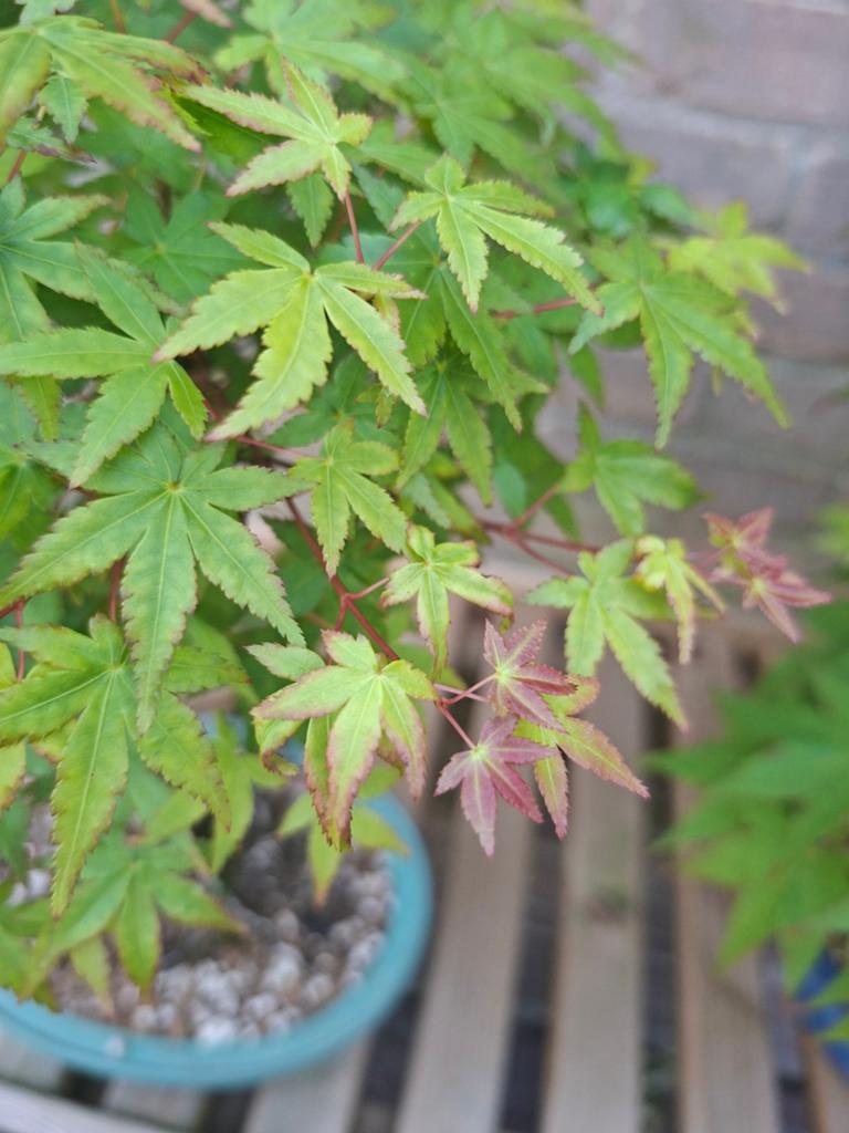 Bonsai Acer Palmatum, In pot, Bloeit niet, Halfschaduw, Minder dan 100 cm