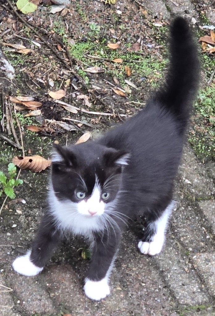 prachtig kitten half ragdoll, Poes, Kortharig, 0 tot 2 jaar