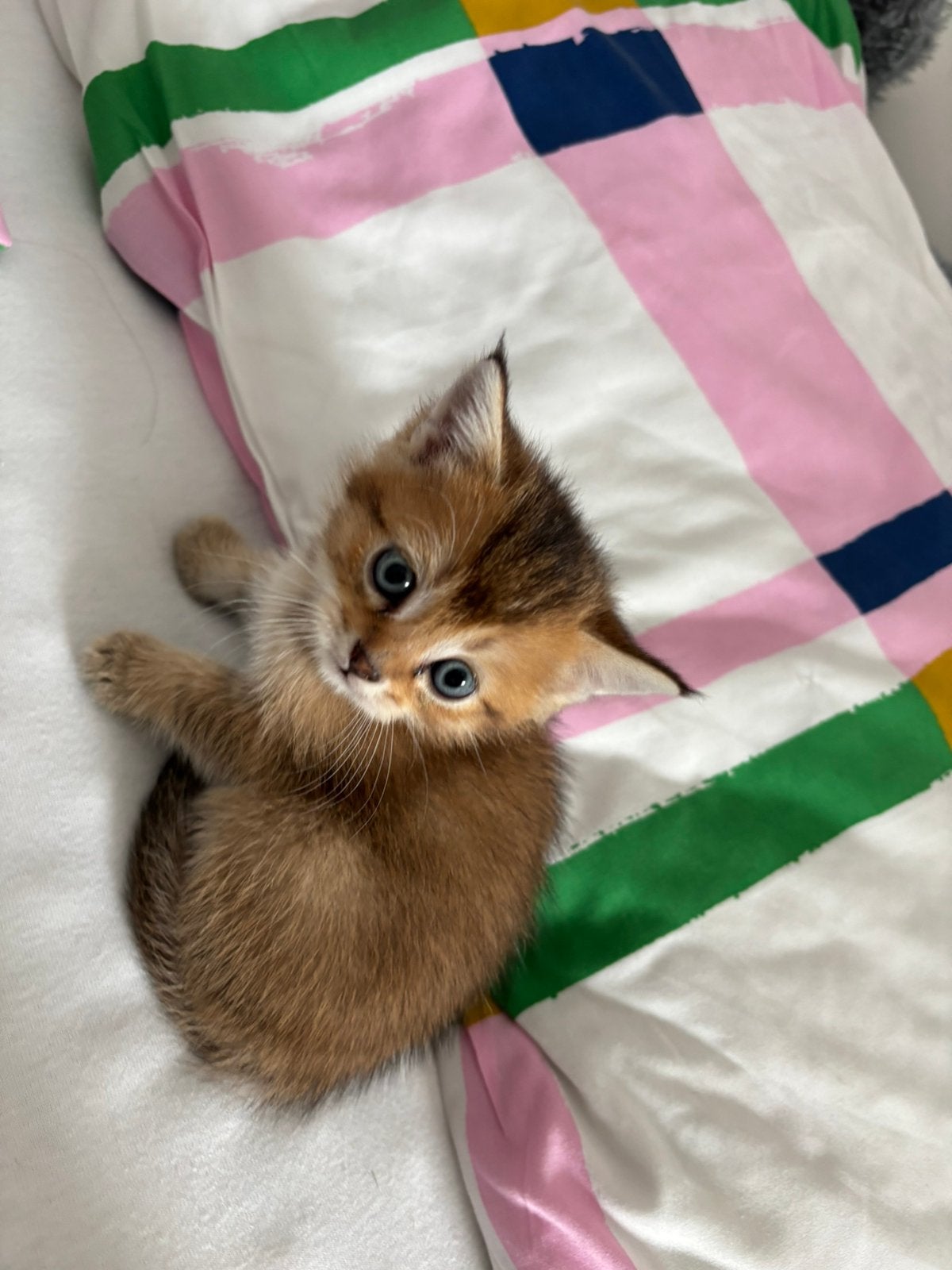 Kittens, Kater