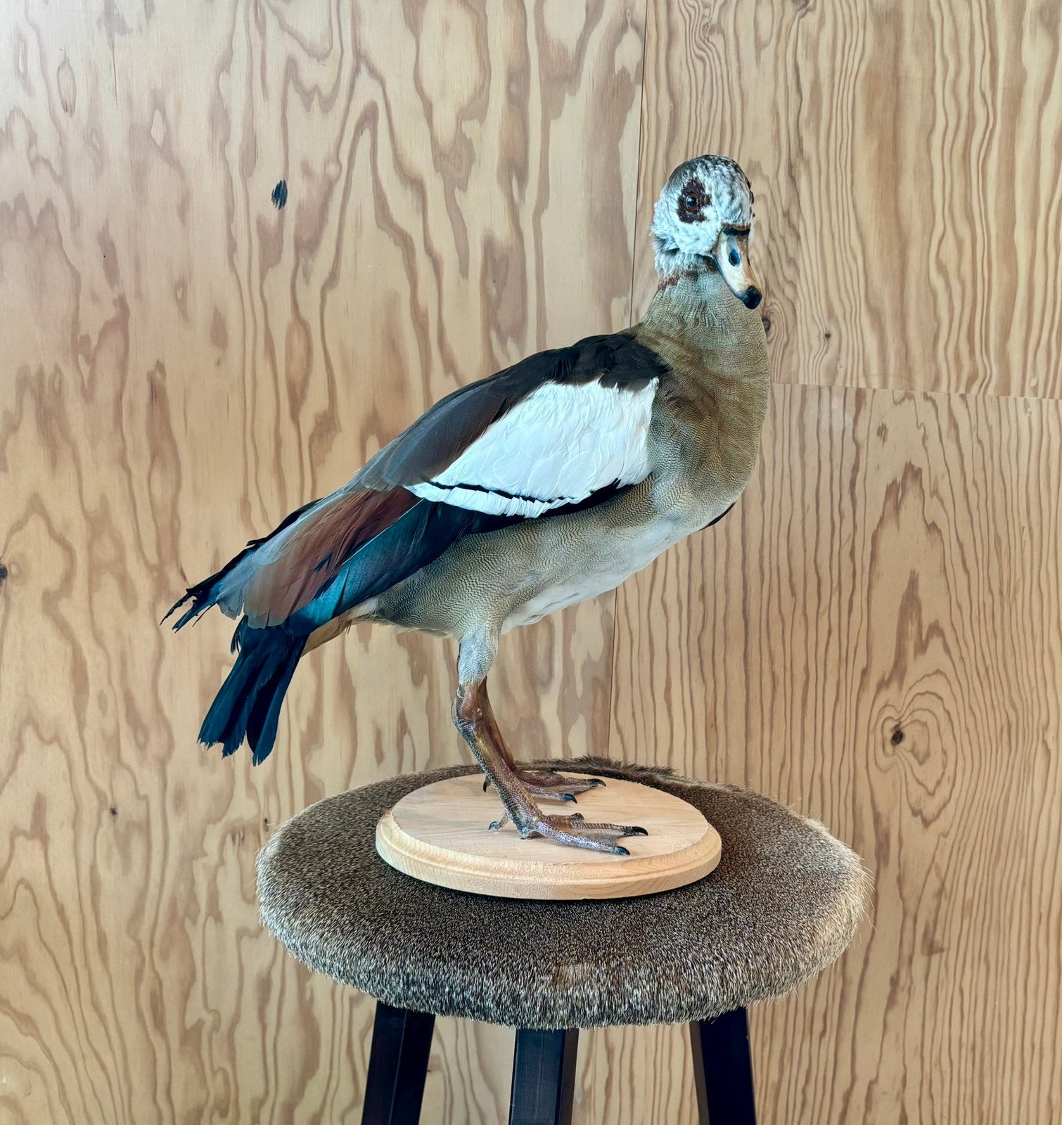 Opgezette nijlgans, taxidermie, taxidermy, Verzamelen, Ophalen of Verzenden, Zo goed als nieuw, Vogel, Opgezet dier