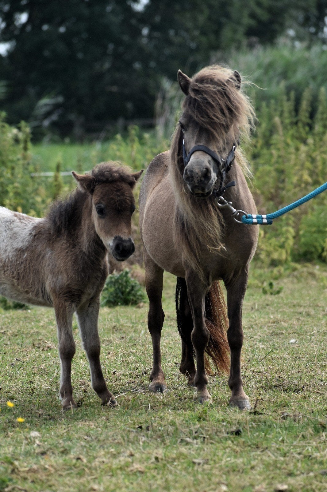 **UNIEK SPAN!  VALK MERRIE SHETLANDER MET APPALOOSA VEULEN**, Merrie, A pony (tot 1.17m), Ontwormd, 0 tot 2 jaar