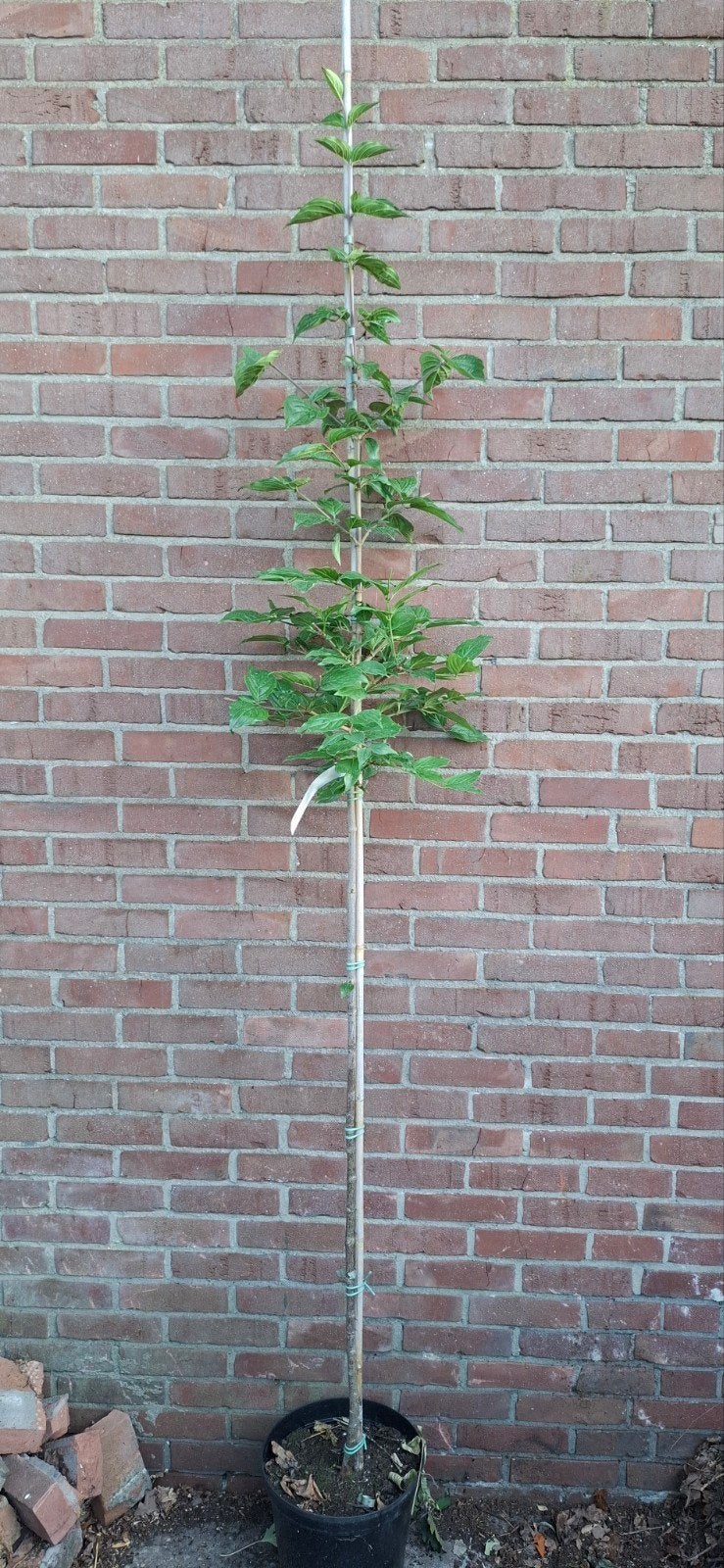 Cornus officinalis, japanse kornoelje, Ophalen, Lente, Volle zon, Overige soorten