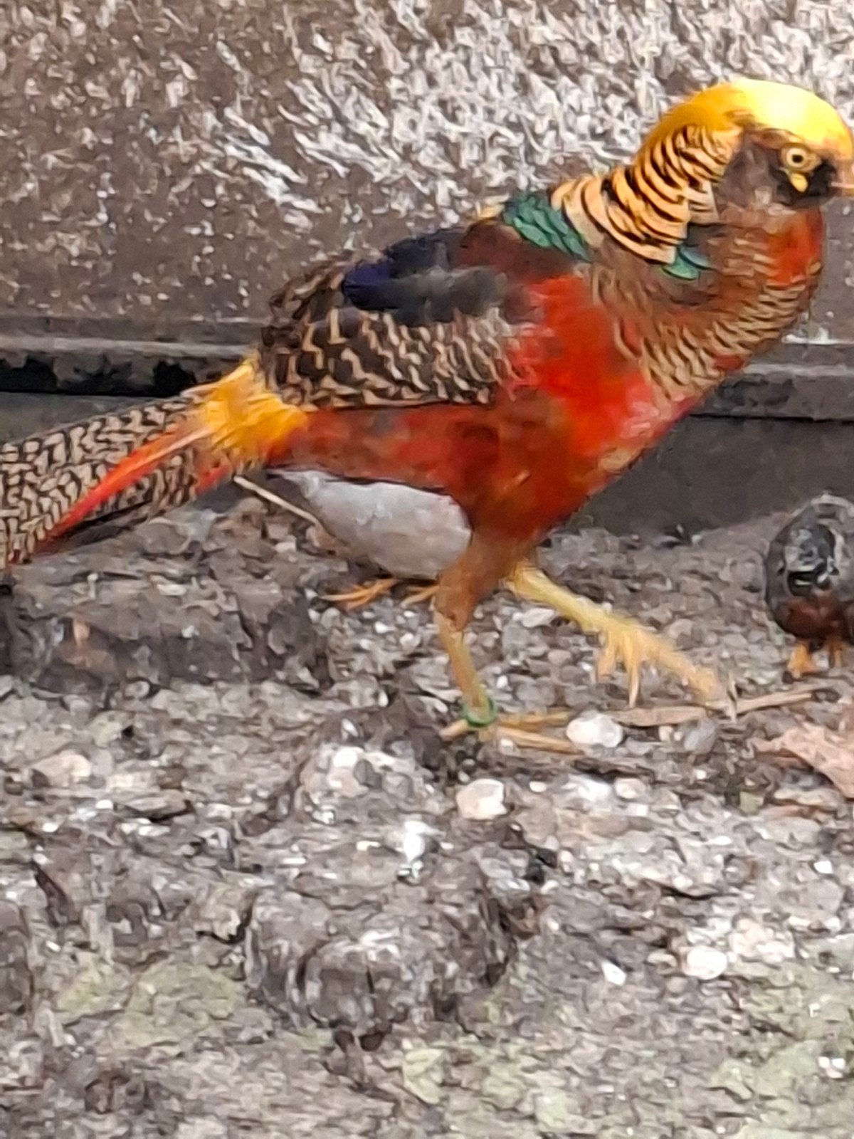 Goudfazant haan, Dieren en Toebehoren, Mannelijk, Kip