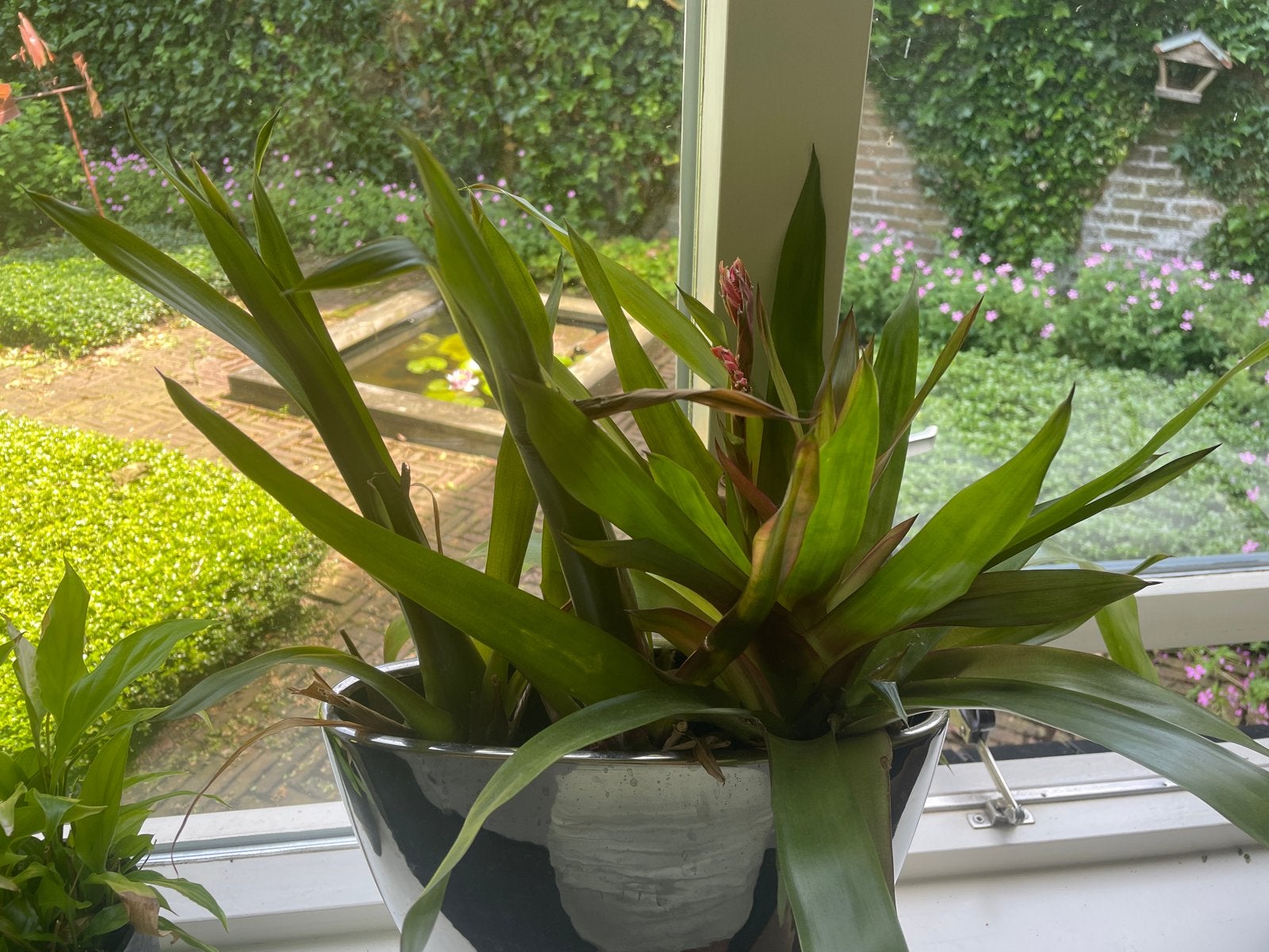 Bromelia 3x, Overige soorten, In pot, Minder dan 100 cm, Bloeiende kamerplant