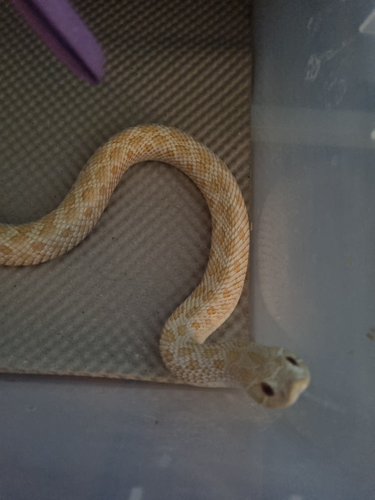 albino haakneus koppel - heterodon nasicus Hognose Snake - female for sale from Tuinslang - Reptielen