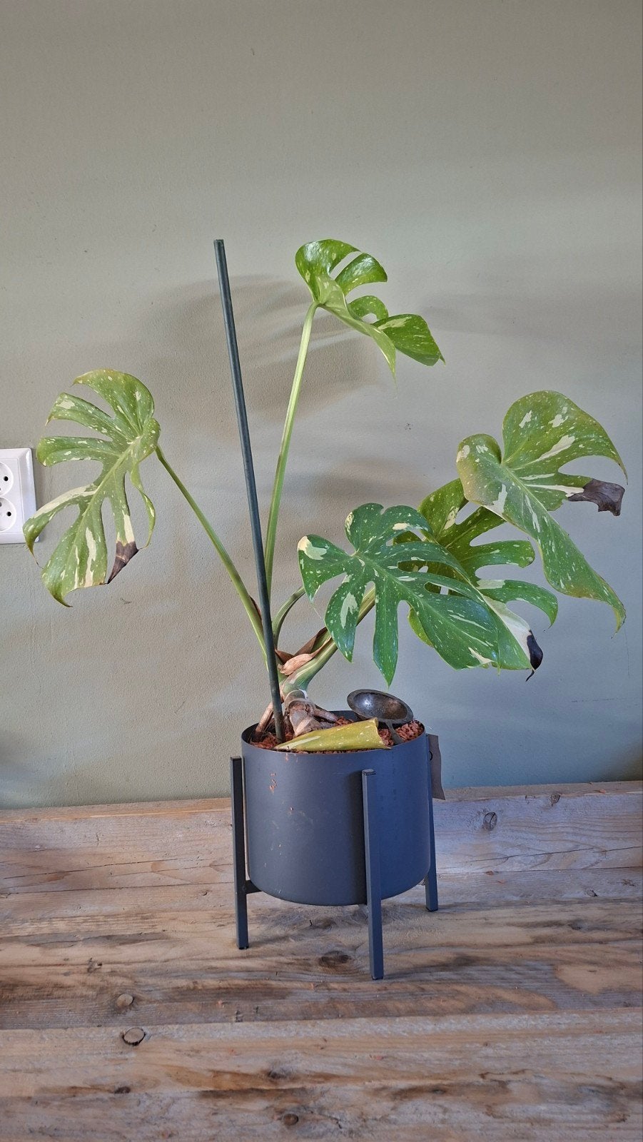 Monstera Thai Constellation - 4 jaar oud (incl. pot), Huis en Inrichting, Kamerplanten, Ophalen, Overige soorten, Halfschaduw