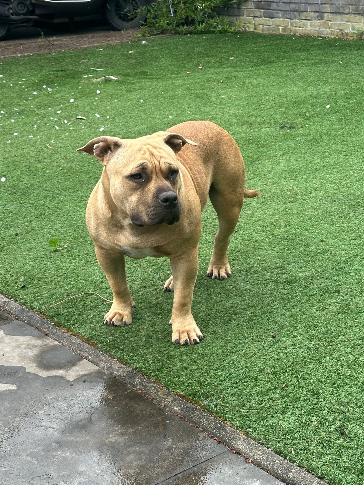American bully pocket teefje 8 maanden stamboom en paspoort, 15 weken tot 1 jaar, Teef, Parvo, Bulldog