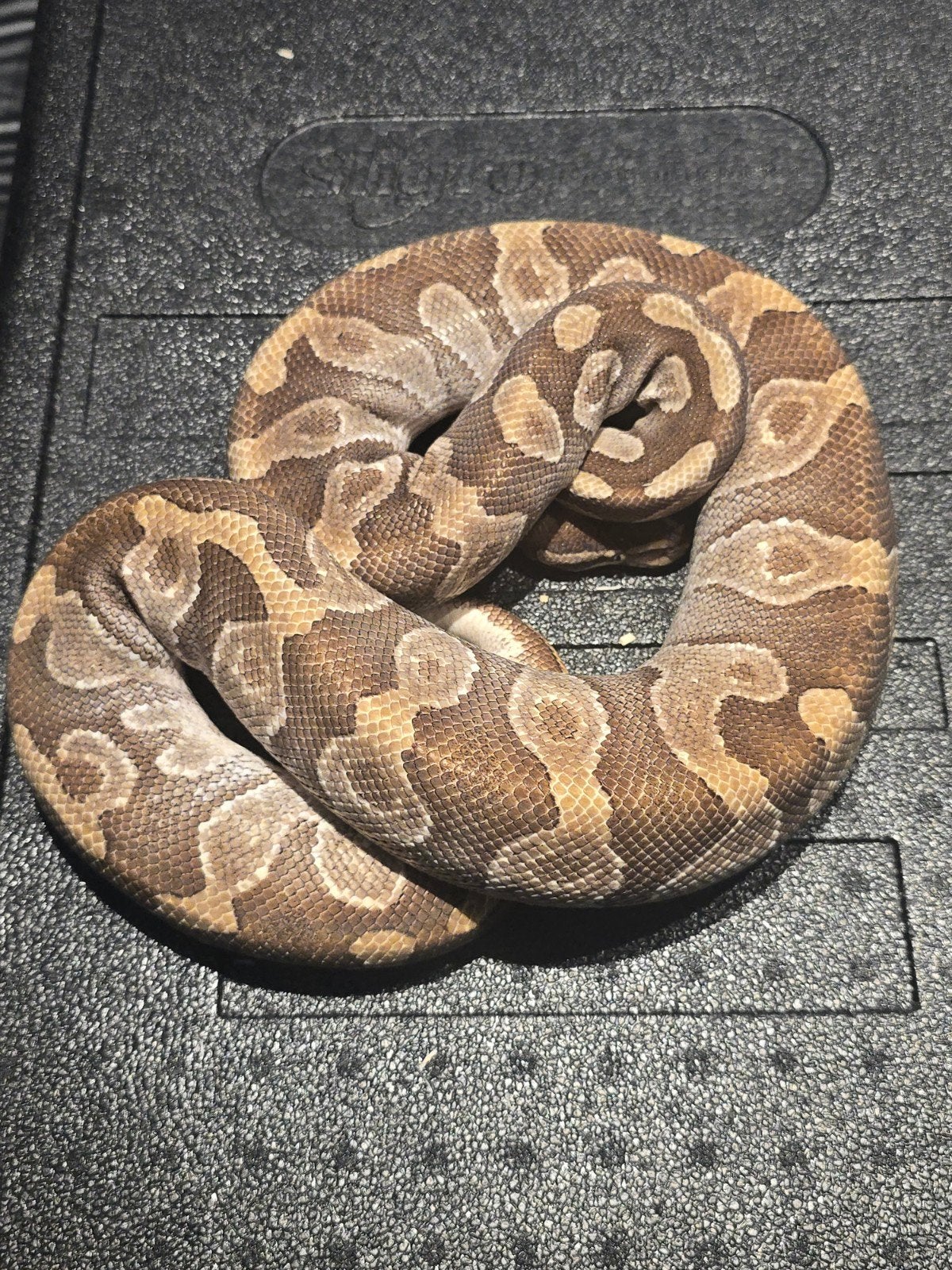 0.1 mojave enchi Ball Python - female for sale from martijn