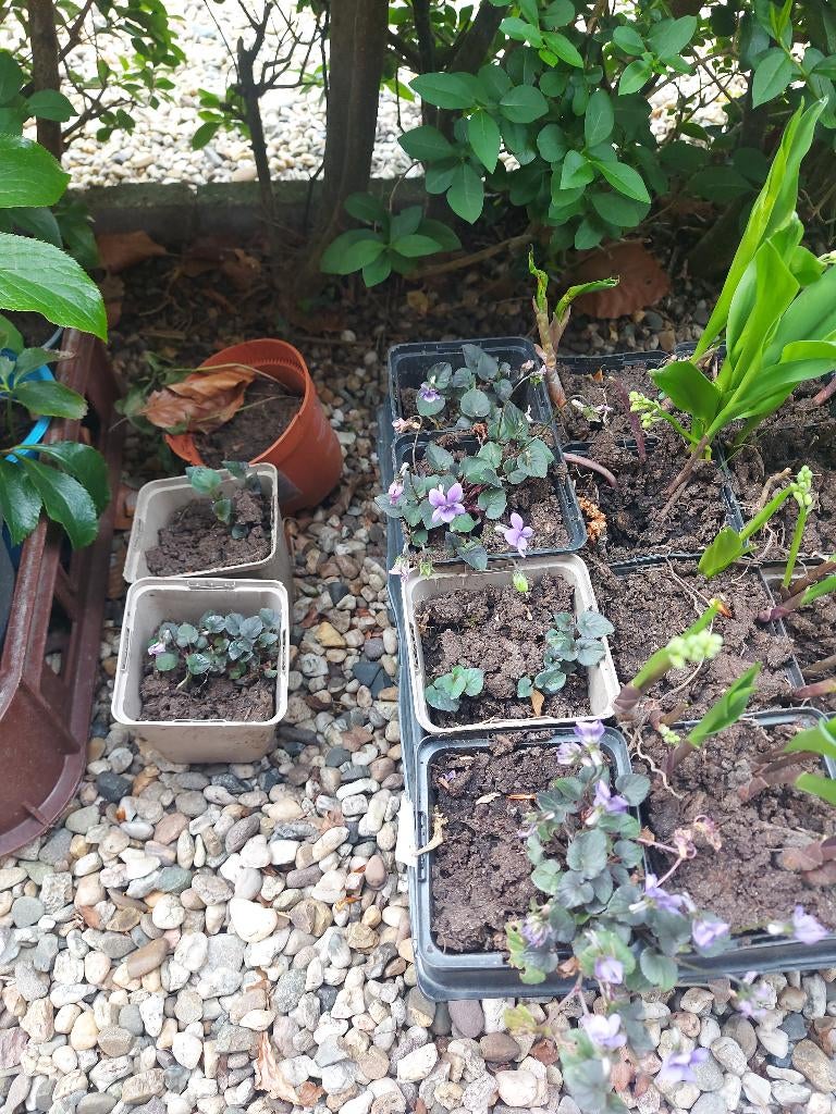 viooltje vaste plant, Ophalen, Bodembedekkers, Vaste plant, Halfschaduw