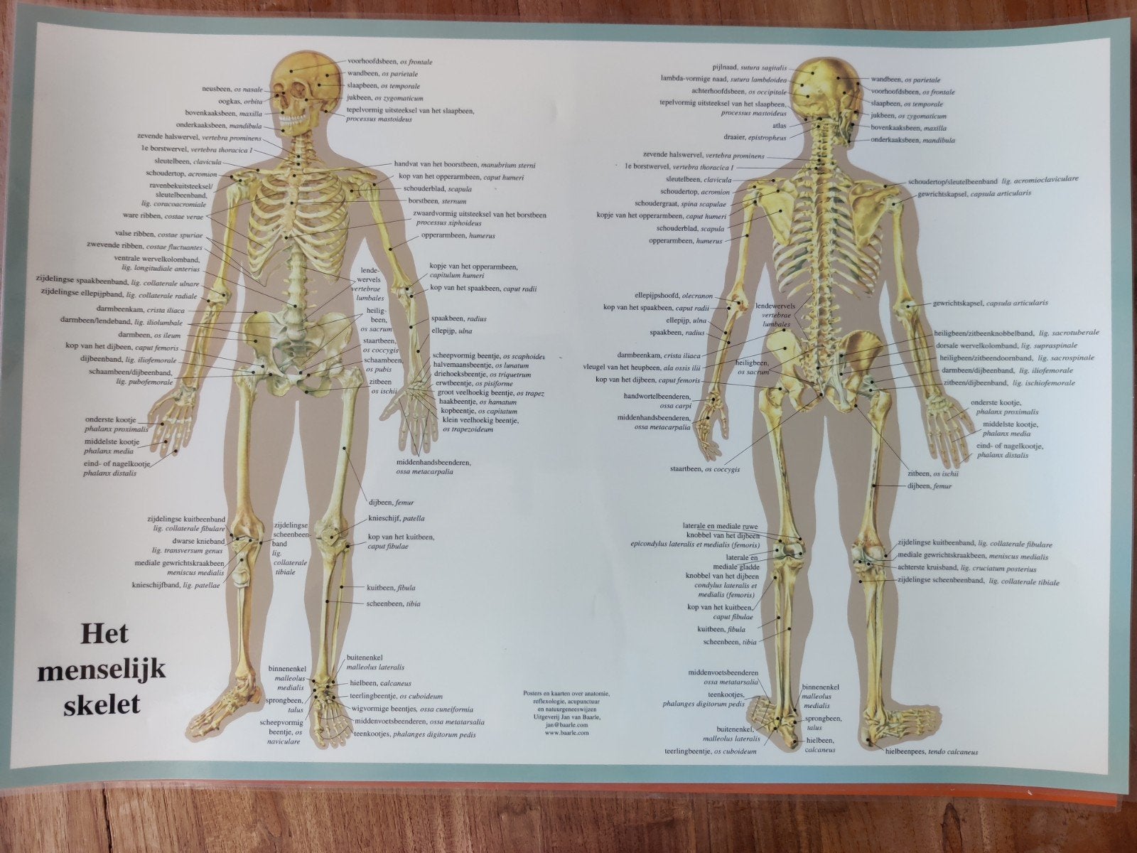 Anatomie posters: Spieren en Skelet van de mens, Ophalen of Verzenden, Apparaat