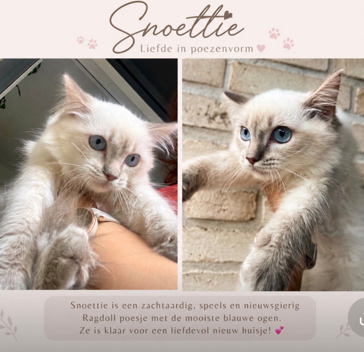 Ragdol kitten, Meerdere dieren, Langharig, 0 tot 2 jaar