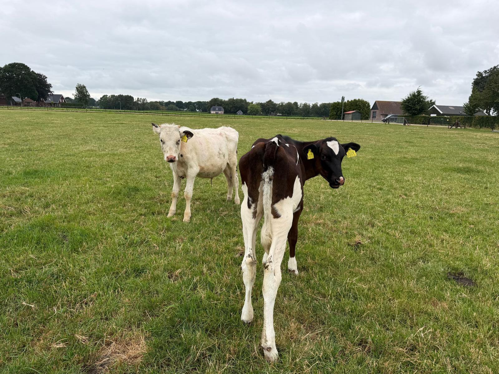 Te koop weide pink en stier gewijzigd 24-7, Dieren en Toebehoren, Runderen, Meerdere dieren, 0 tot 2 jaar