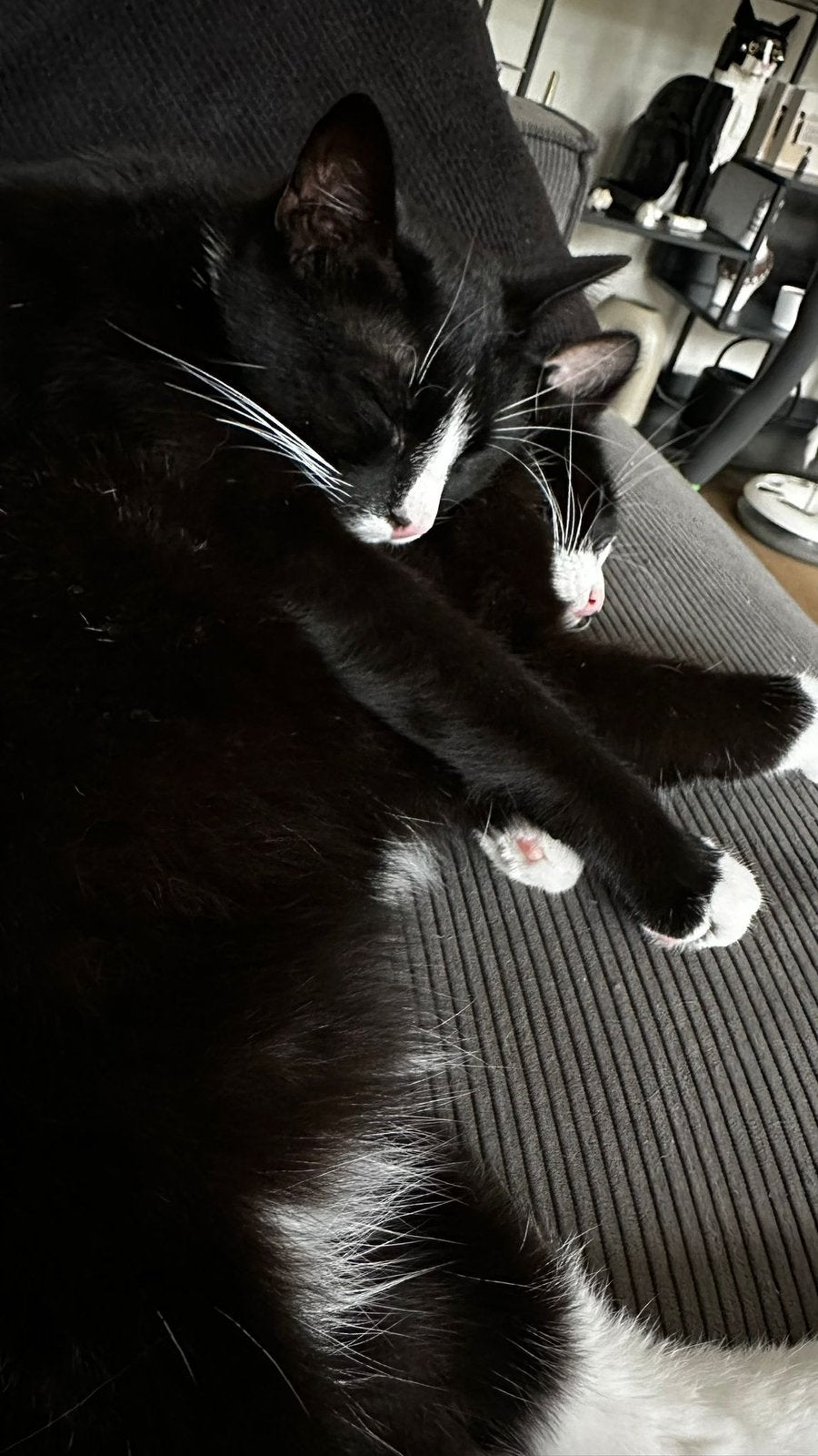 Noxxie en Oli zoeken een nieuw huisje, Kater