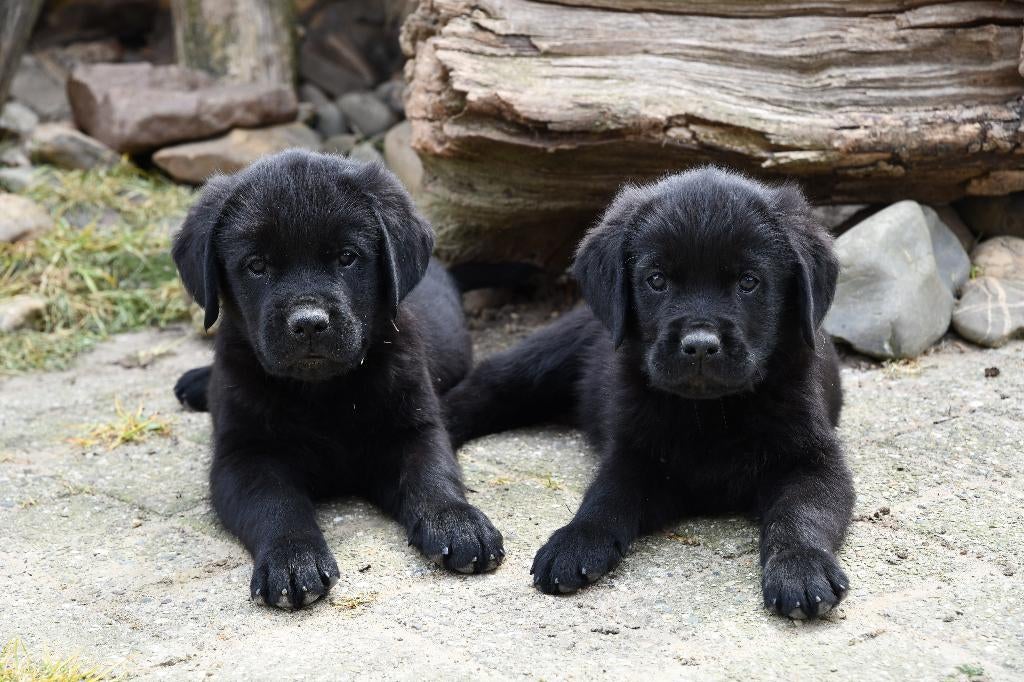 Uniek nestje Golden Retriever X Rottweiler pups., Dieren en Toebehoren, Parvo, Nederland, Reu, 8 tot 15 weken