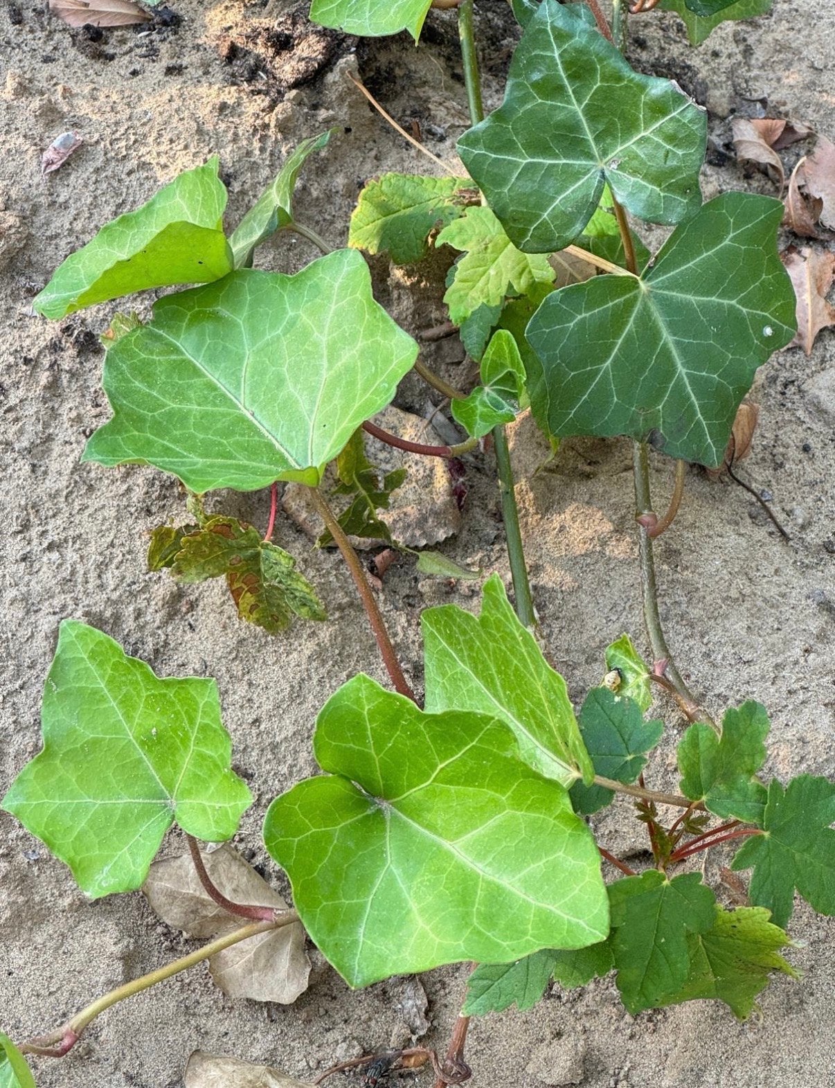 Gratis hedera voor natuurlandje gezocht, Vaste plant, Ophalen of Verzenden, Bloeit niet, Halfschaduw
