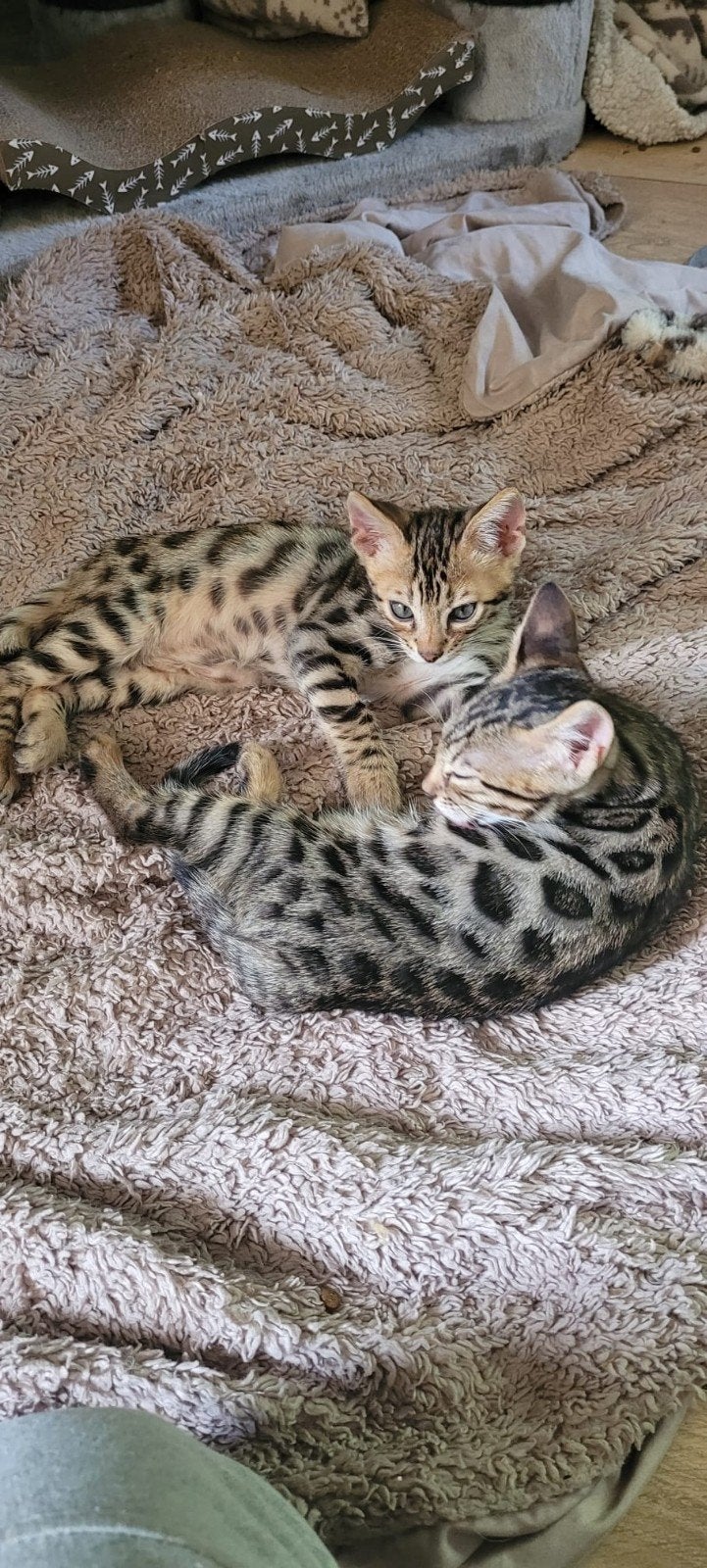 bengaalse kittens, Meerdere dieren, Kortharig, 0 tot 2 jaar