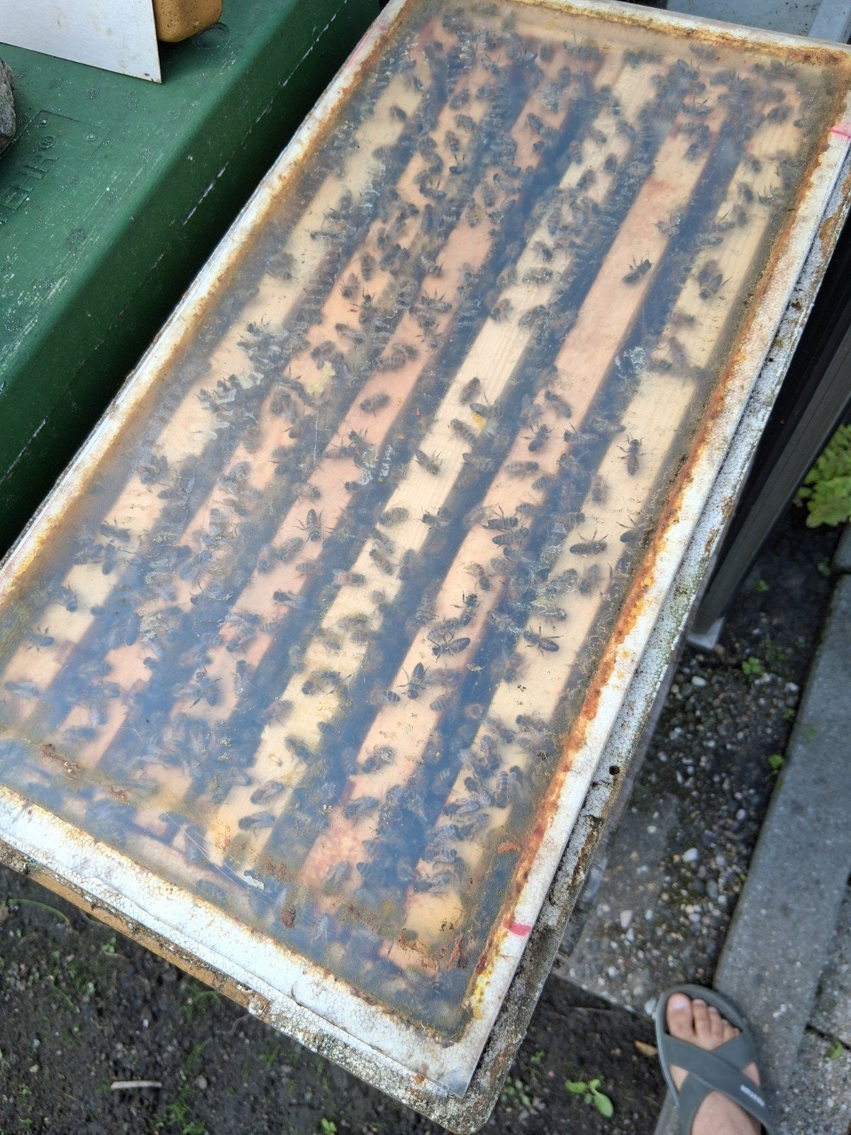 Bijen carnica f1 honingbijen, Dieren en Toebehoren, Insecten en Spinnen, Bijen