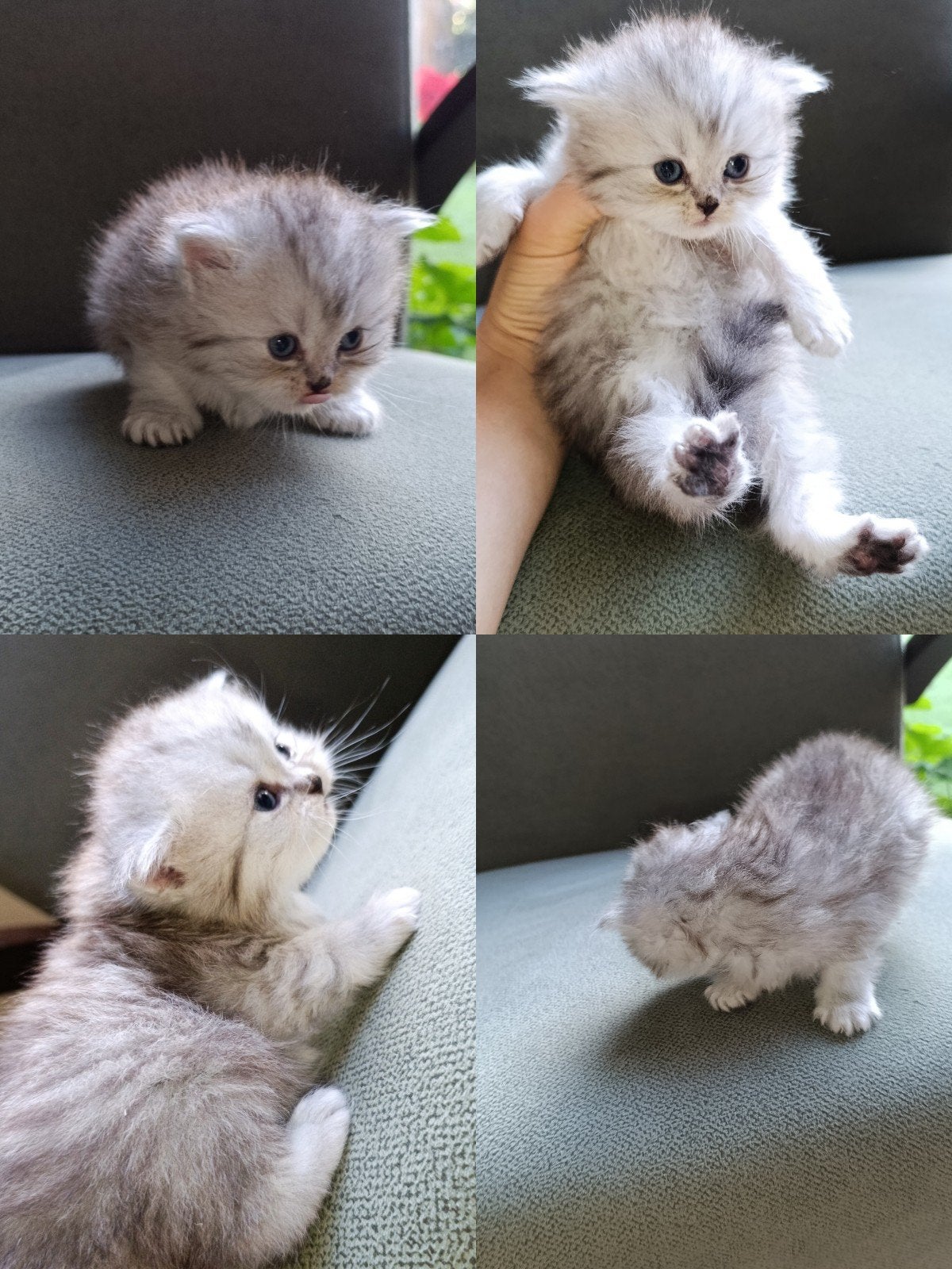 Britse Kortharen – 5 lieve kittens, Dieren en Toebehoren, Meerdere dieren, 0 tot 2 jaar