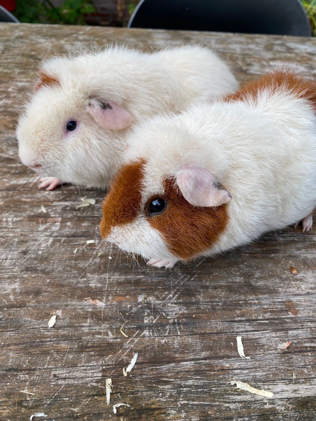 Cavia rex roodbont, Dieren en Toebehoren, Cavia, April, Mannelijk, Tam