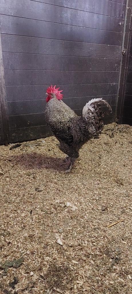 Hanen, Dieren en Toebehoren, Pluimvee, Mannelijk, Kip