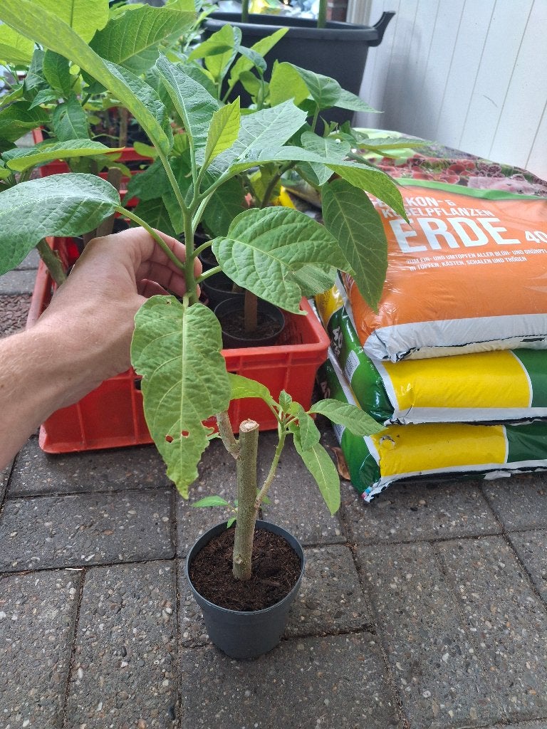 Brugmansia stekken (geel/wit/zalm), Volle zon, Vaste plant, Zomer, Ophalen