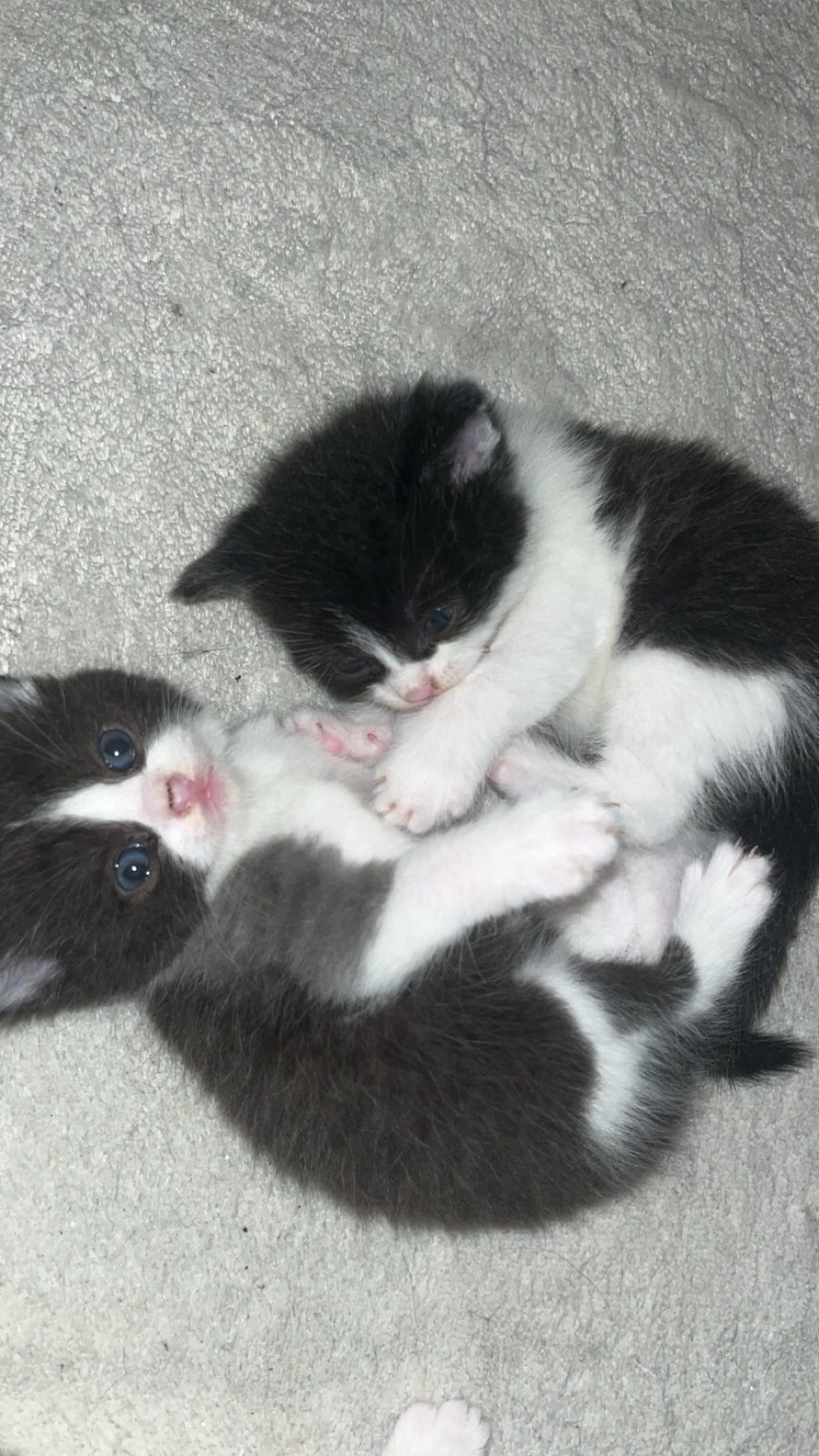 Britse korthaar kittens mogen weg 10 september, Meerdere dieren