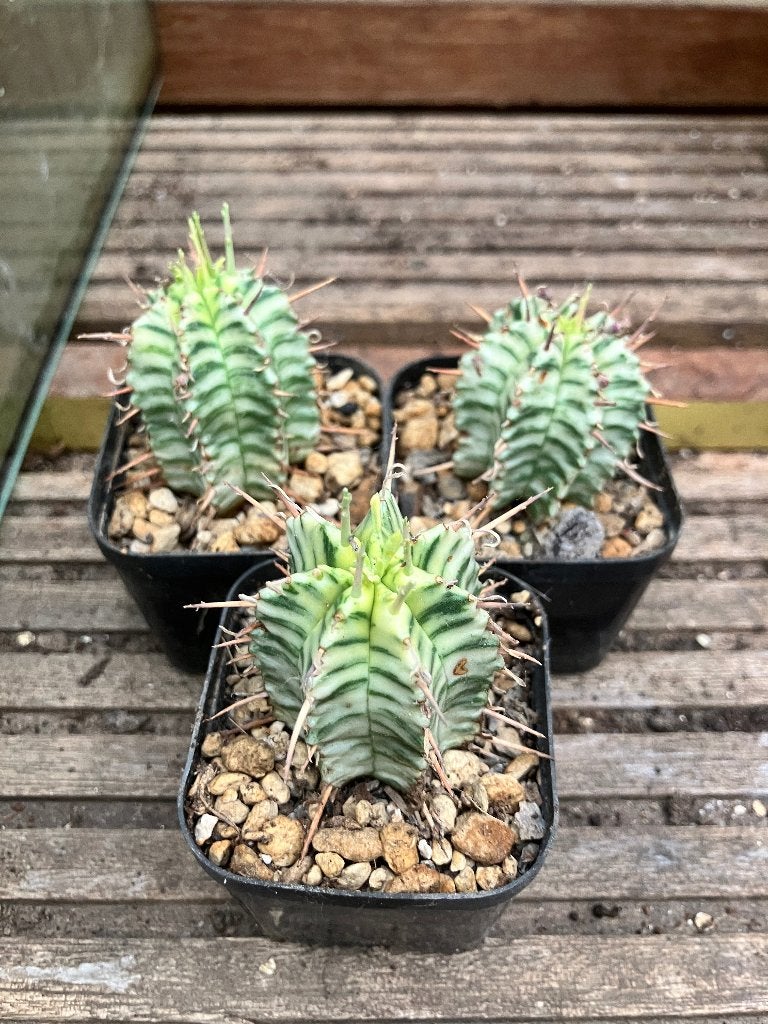Euphorbia meloformis variegata, 6 stuks, voor 30 euro, Tuin en Terras, Ophalen of Verzenden, Overige soorten, Volle zon