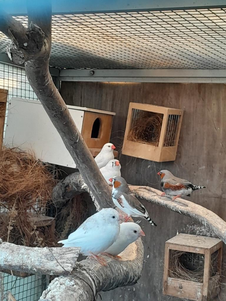 Jonge zebravinkjes, Dieren en Toebehoren, Vogels | Overige Vogels, Meerdere dieren