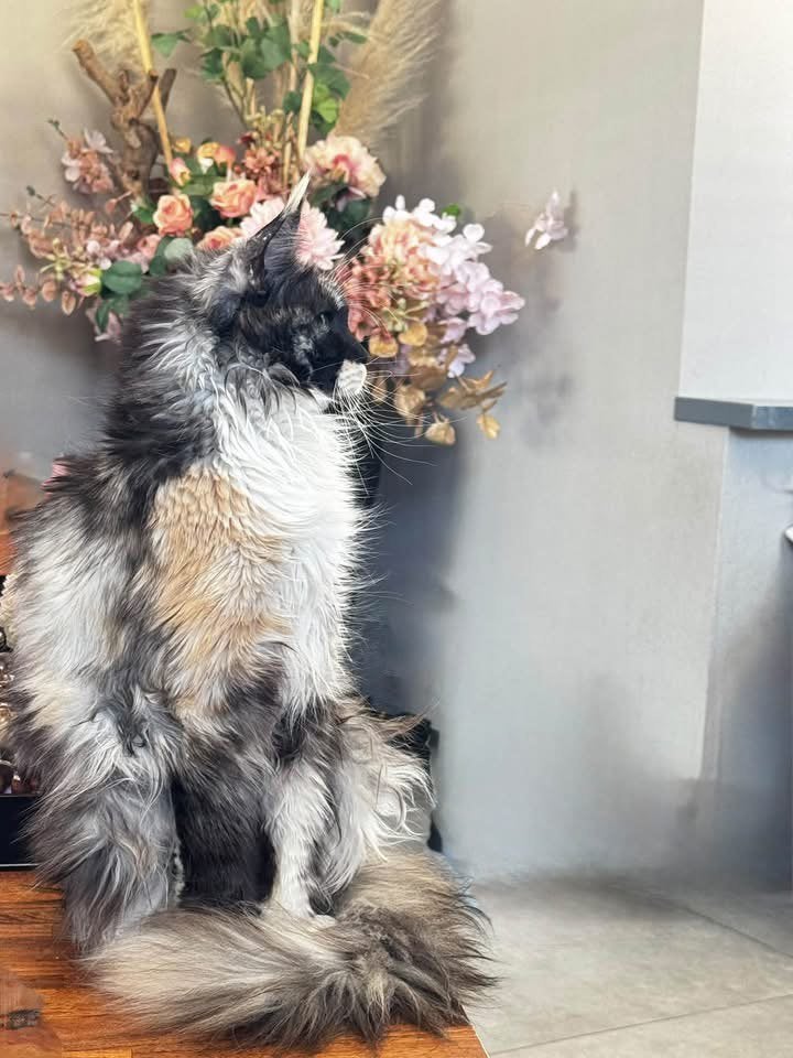 Maine coon poes met stamboom, Poes, Met stamboom, 3 tot 5 jaar