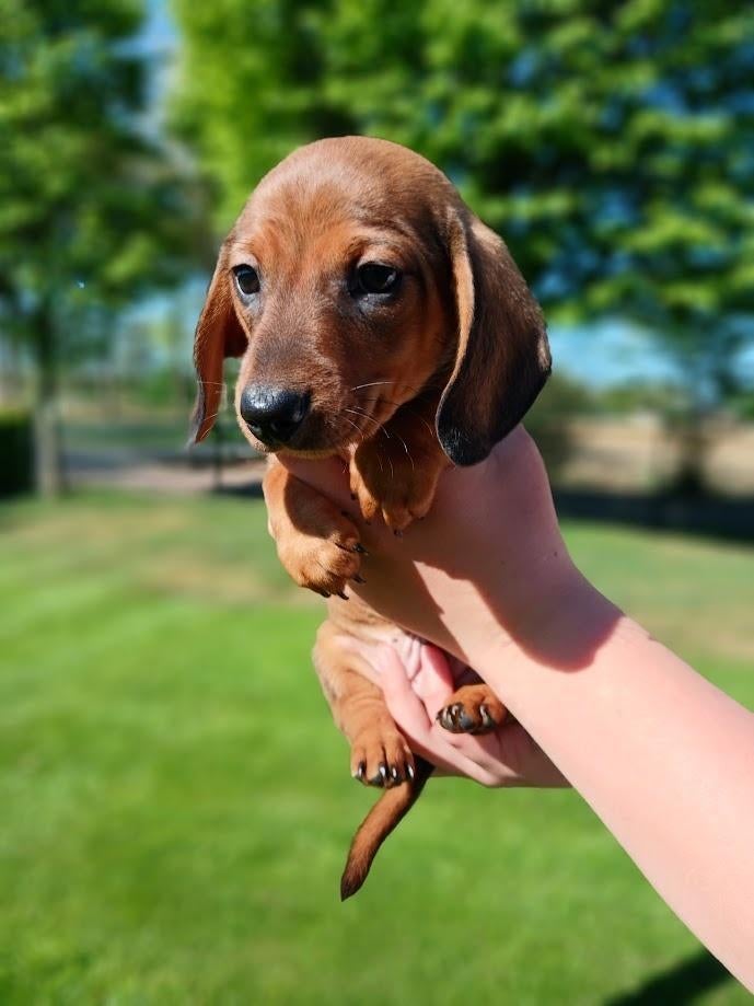 Korthaar dwergteckel pupjes laatste reutje!, Reu, 8 tot 15 weken, Korthaar, Dwerg